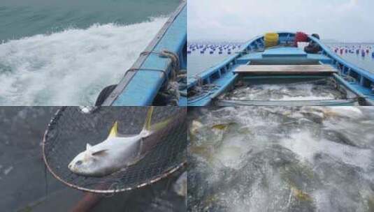 金鲳鱼运输高清在线视频素材下载
