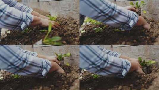 在户外徒手在土壤中种植叶菜的人高清在线视频素材下载