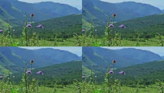 夏季高山草甸绿色植物野花高清在线视频素材下载