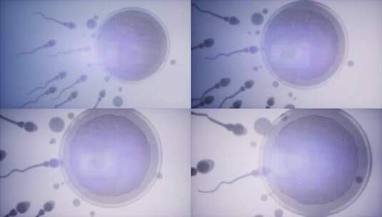 精子和卵细胞高清在线视频素材下载