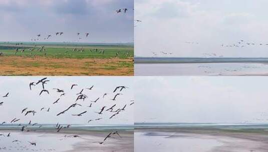 江西鄱阳湖湿地候鸟白鹤大雁高清在线视频素材下载