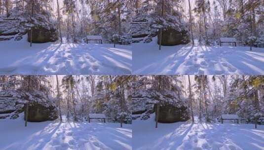 伊春5A景点汤旺河林海奇石景区冬天雪松高清在线视频素材下载