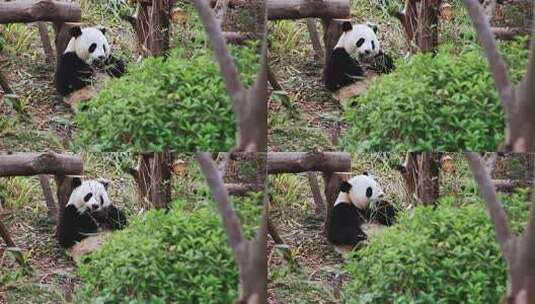 吃竹子的小熊猫高清在线视频素材下载