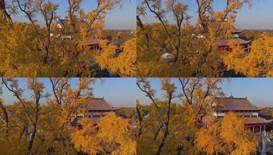 浙江嘉兴梅花洲石佛寺千年银杏航拍高清在线视频素材下载