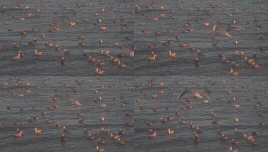 海鸥 鸟 飞行 海 海边 飞翔 风景高清在线视频素材下载