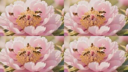 蜜蜂在粉色牡丹花上采蜜高清在线视频素材下载