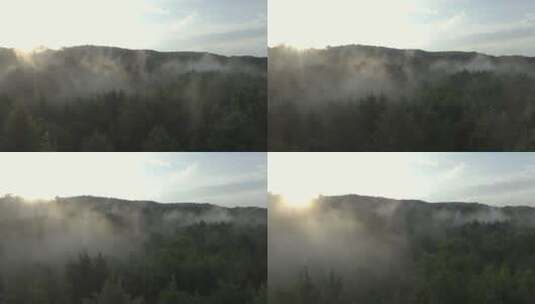 日出时薄雾笼罩的森林高清在线视频素材下载