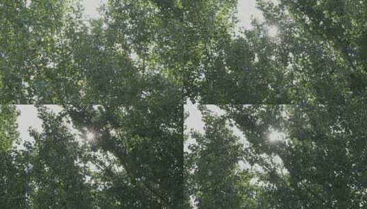 晴朗天气下的树林高清在线视频素材下载