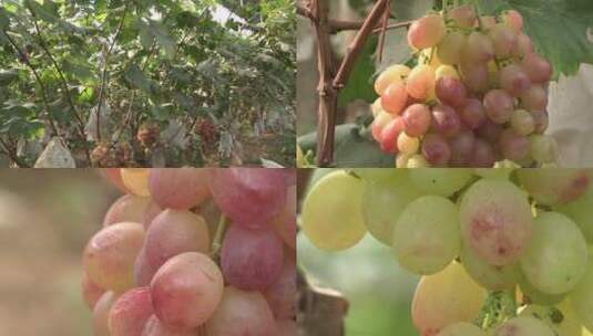 葡萄 葡萄种植 葡萄新品种高清在线视频素材下载
