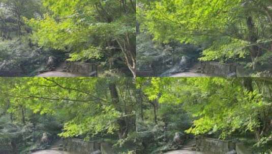 4k 杭州江南园林生态环境街景高清在线视频素材下载