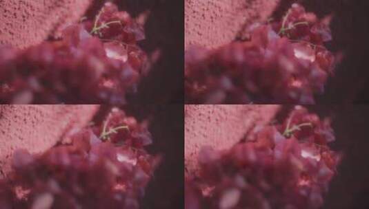 粉色的花朵特写高清在线视频素材下载