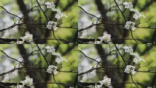 春天白色梨花盛开自然空镜高清在线视频素材下载
