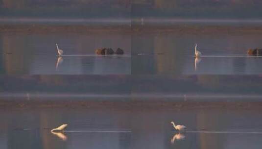 江南湿地水鸟候鸟晨曦空镜高清在线视频素材下载