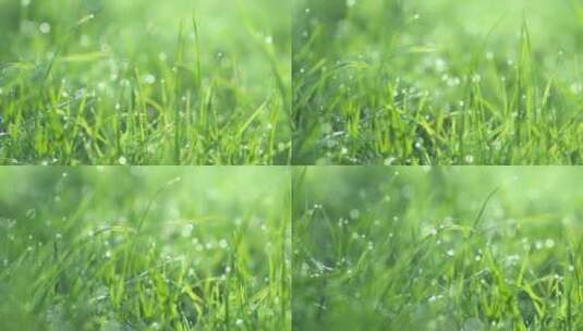叶子上的雨滴特写水珠草尖晨露高清在线视频素材下载