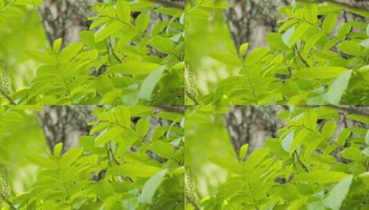 树叶慢镜头升格实拍高清在线视频素材下载