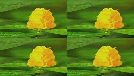 植物鲜花金苞花竖屏A高清在线视频素材下载