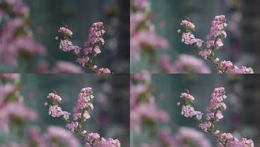 济南五龙潭垂丝海棠盛开，粉红花瓣景色宜人高清在线视频素材下载