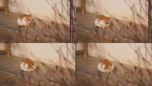 可爱猫咪4K实拍镜头高清在线视频素材下载