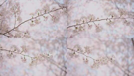 一支盛开的樱花高清在线视频素材下载