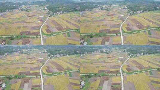惠州稔山镇稻田水稻丰收航拍高清在线视频素材下载