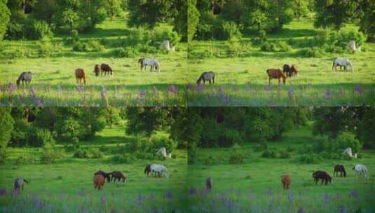 阳光牧场草原马匹吃草明媚夏季高清在线视频素材下载