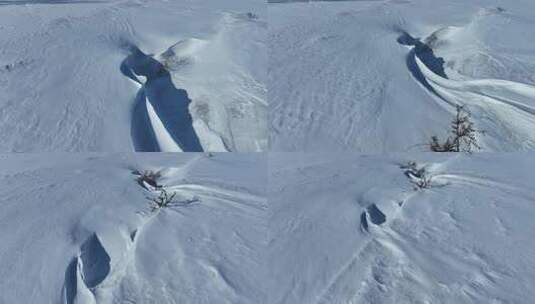 北方冬季寒冷雪地上生长的一颗孤树高清在线视频素材下载