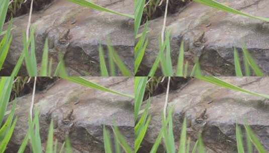 石头上有一只刚刚由蝌蚪变成的小青蛙高清在线视频素材下载