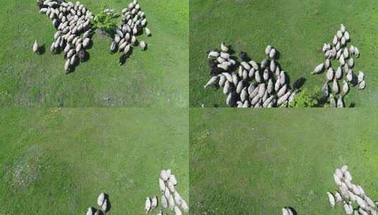 一群绵羊跑过绿地高清在线视频素材下载