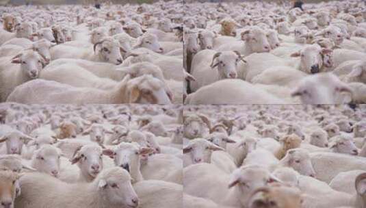 牧场羊群高清在线视频素材下载