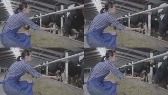 农民在农场的谷仓喂牛高清在线视频素材下载