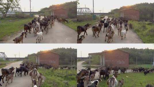 牧羊人赶着羊群回家高清在线视频素材下载