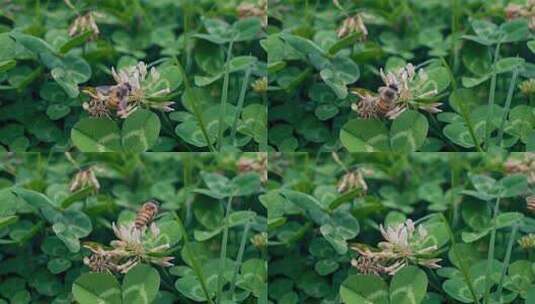 花丛蜜蜂采蜜高清在线视频素材下载