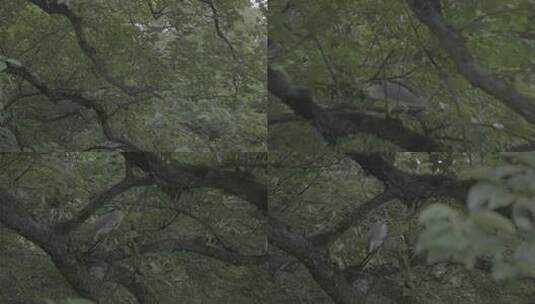 夏日南方湿地森林自然户外夜鹭鸟类高清在线视频素材下载