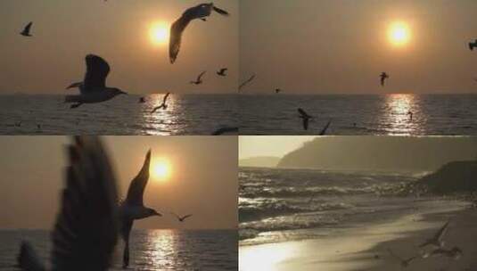 大海海鸥飞翔日出夕阳高清在线视频素材下载