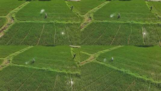 农民在水稻田里耕作高清在线视频素材下载