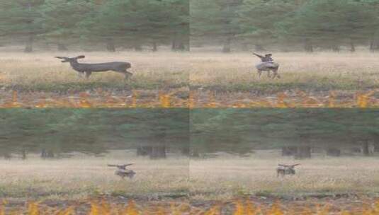 雾草甸景区垂直视频鹿高清在线视频素材下载