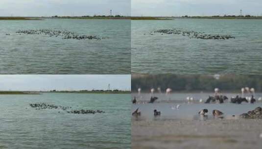 湿地公园来天鹅高清在线视频素材下载