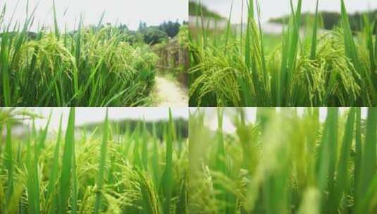 水稻生长 抚摸水稻高清在线视频素材下载