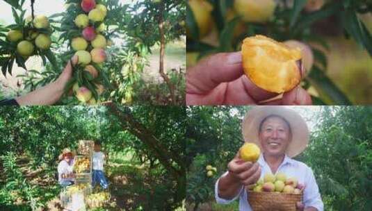 李子种植基地高清在线视频素材下载