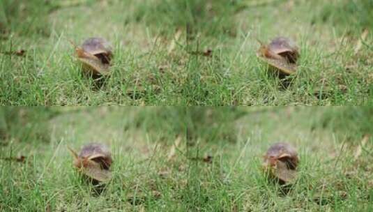 草地上爬行的蜗牛高清在线视频素材下载