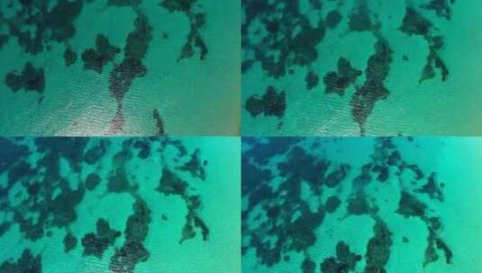 清澈的热带浅海底白沙上的海藻和珊瑚礁高清在线视频素材下载