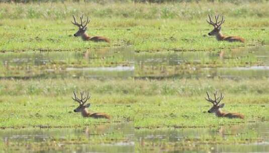 美丽的野生雄性沼泽鹿在沼泽草地上休息。南美洲的湿地高清在线视频素材下载