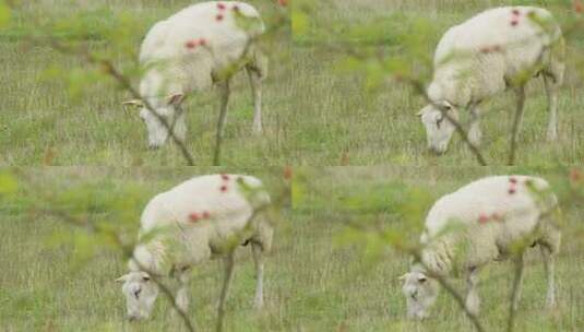 吃草的绵羊高清在线视频素材下载