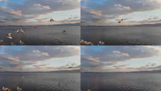 唯美日落海面上飞翔的海鸟、飞鸟、海鸥02高清在线视频素材下载