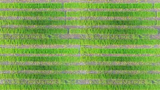 4k水稻培育秧苗粮食安全绿色稻田生态航拍高清在线视频素材下载