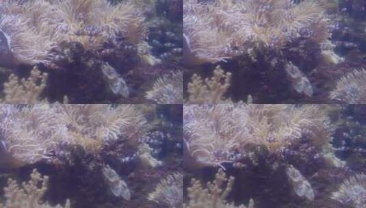 海底世界 珊瑚高清在线视频素材下载