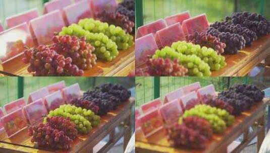 葡萄 阳光 各种葡萄 葡萄品种高清在线视频素材下载