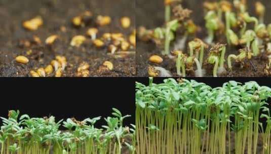 豆芽发芽 生长延时 嫩芽生长 植物生长高清在线视频素材下载