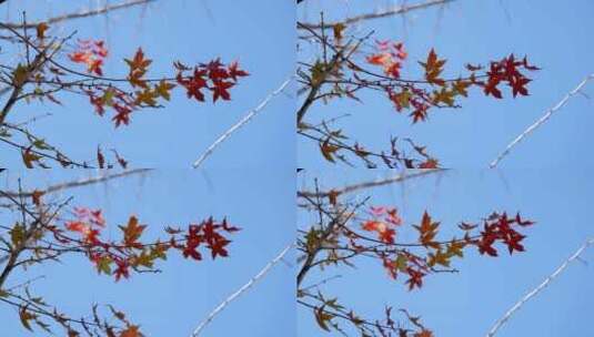 枫叶红金色风景秋天高清在线视频素材下载