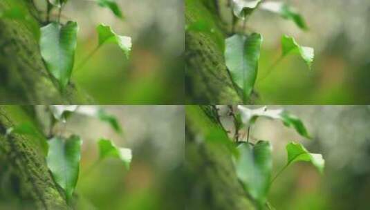 大自然  春天  绿色 叶子高清在线视频素材下载